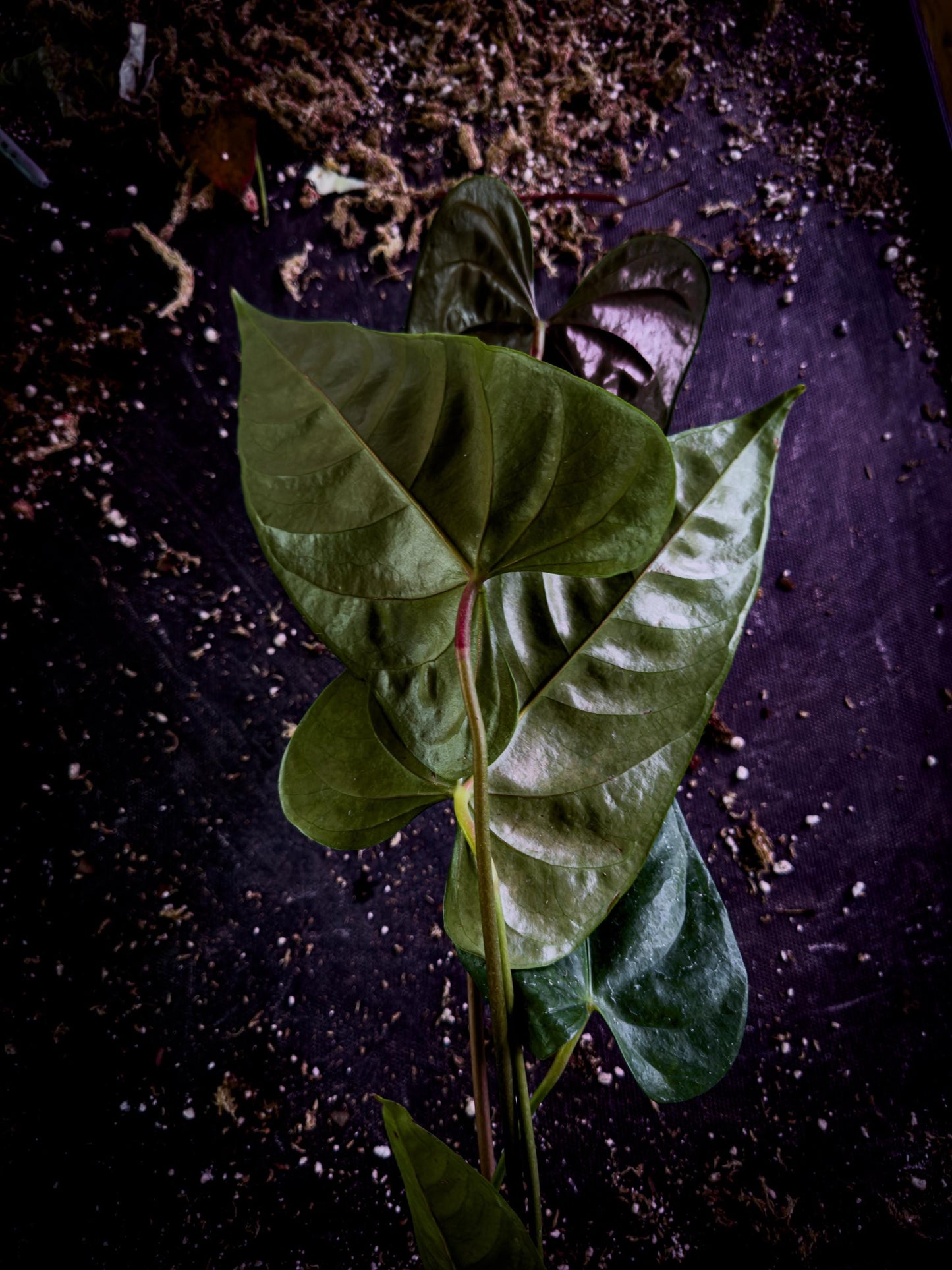 Anthurium recavum Rare Velvet Aroid Exact Plant | Ecuador Cloud Forest Species | TWP Tropical