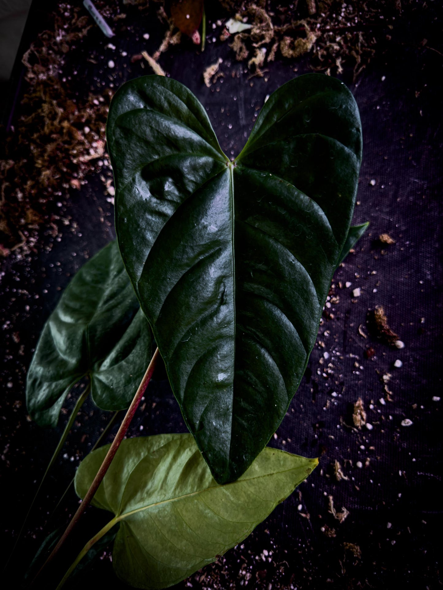 Anthurium recavum Rare Velvet Aroid Exact Plant | Ecuador Cloud Forest Species | TWP Tropical