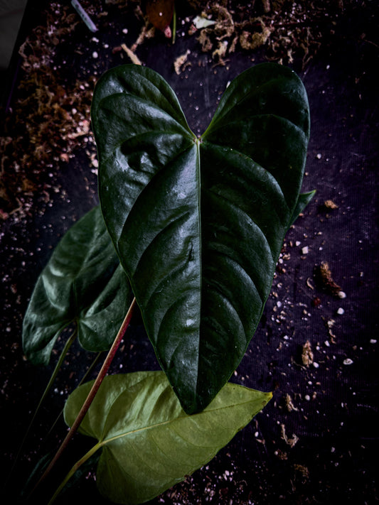 Anthurium recavum Rare Velvet Aroid Exact Plant | Ecuador Cloud Forest Species | TWP Tropical