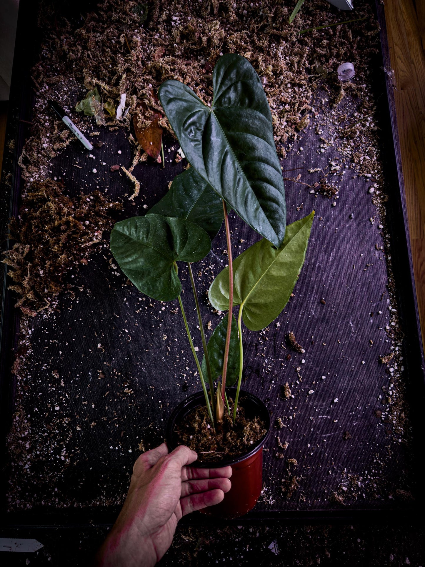 Anthurium recavum Rare Velvet Aroid Exact Plant | Ecuador Cloud Forest Species | TWP Tropical