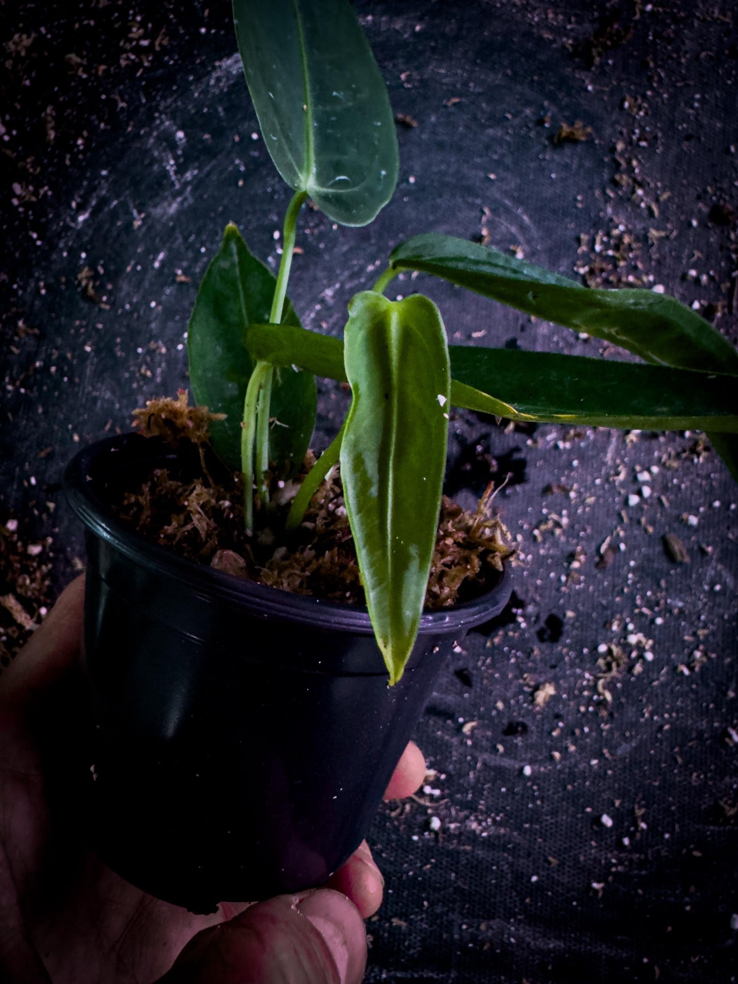 Anthurium cirinoi Velvet Leaf Aroid | Rare Verified Species | TWP Tropical Exact Plant