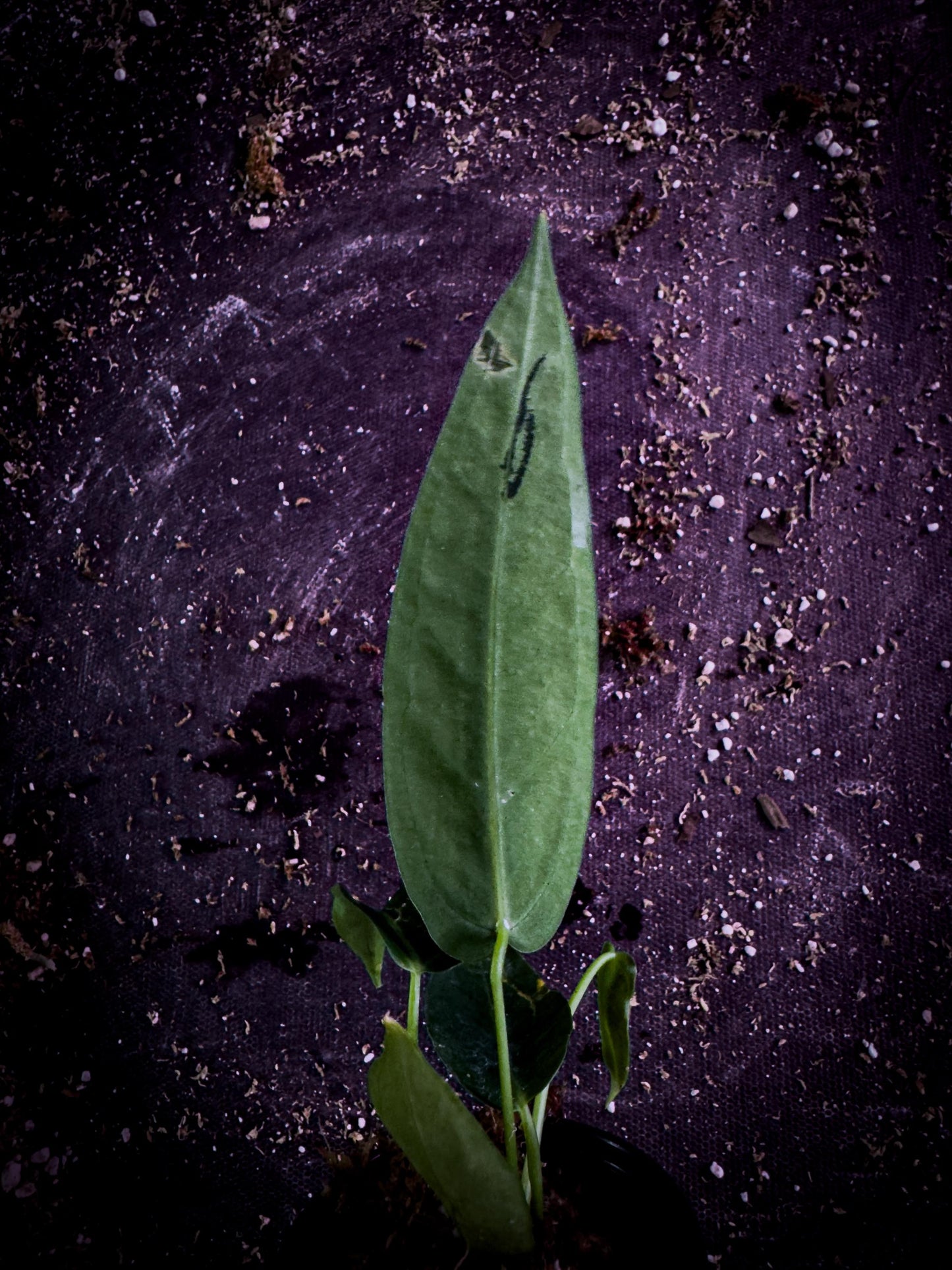 Anthurium cirinoi Velvet Leaf Aroid | Rare Verified Species | TWP Tropical Exact Plant