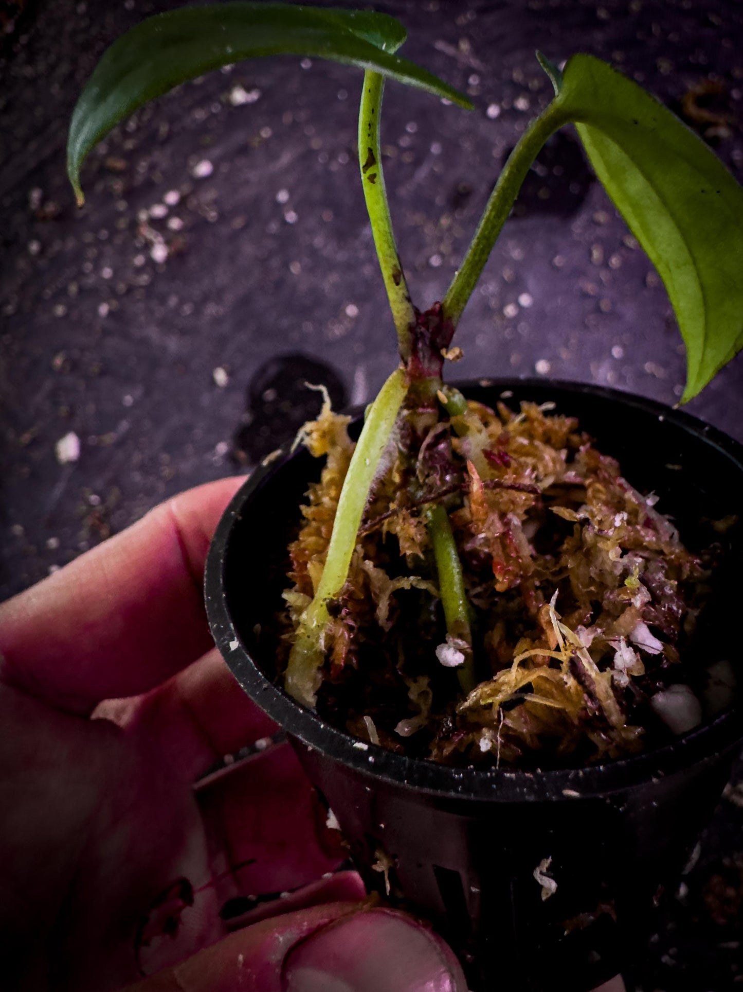 Anthurium Ace of Spades × Red Crystal | Rare Hybrid Aroid Exact Plant | Velvet x Gloss Foliage | TWP Tropical