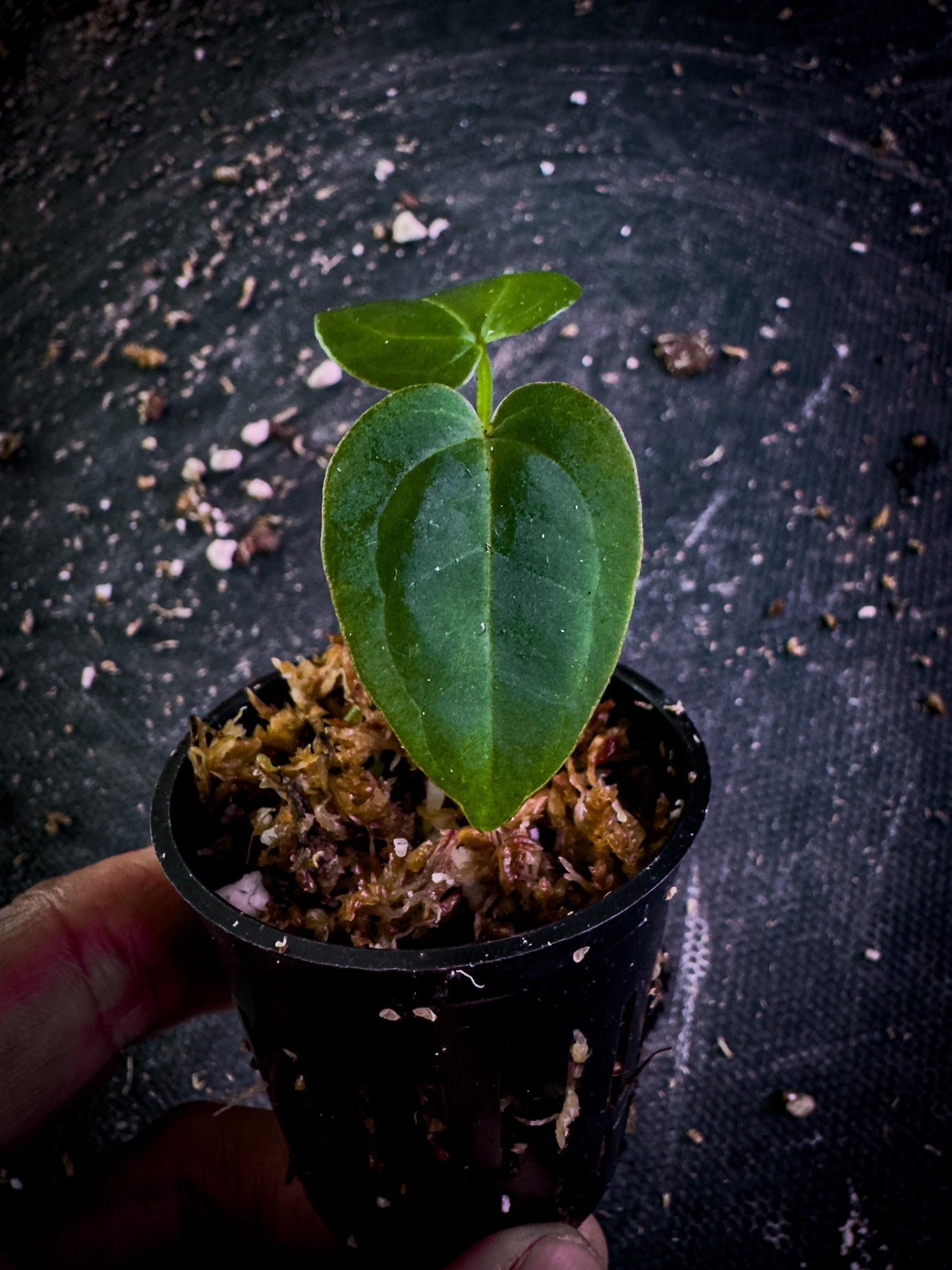 Anthurium Ace of Spades × Red Crystal | Rare Hybrid Aroid Exact Plant | Velvet x Gloss Foliage | TWP Tropical