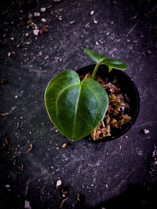 Anthurium Ace of Spades × Red Crystal | Rare Hybrid Aroid Exact Plant | Velvet x Gloss Foliage | TWP Tropical
