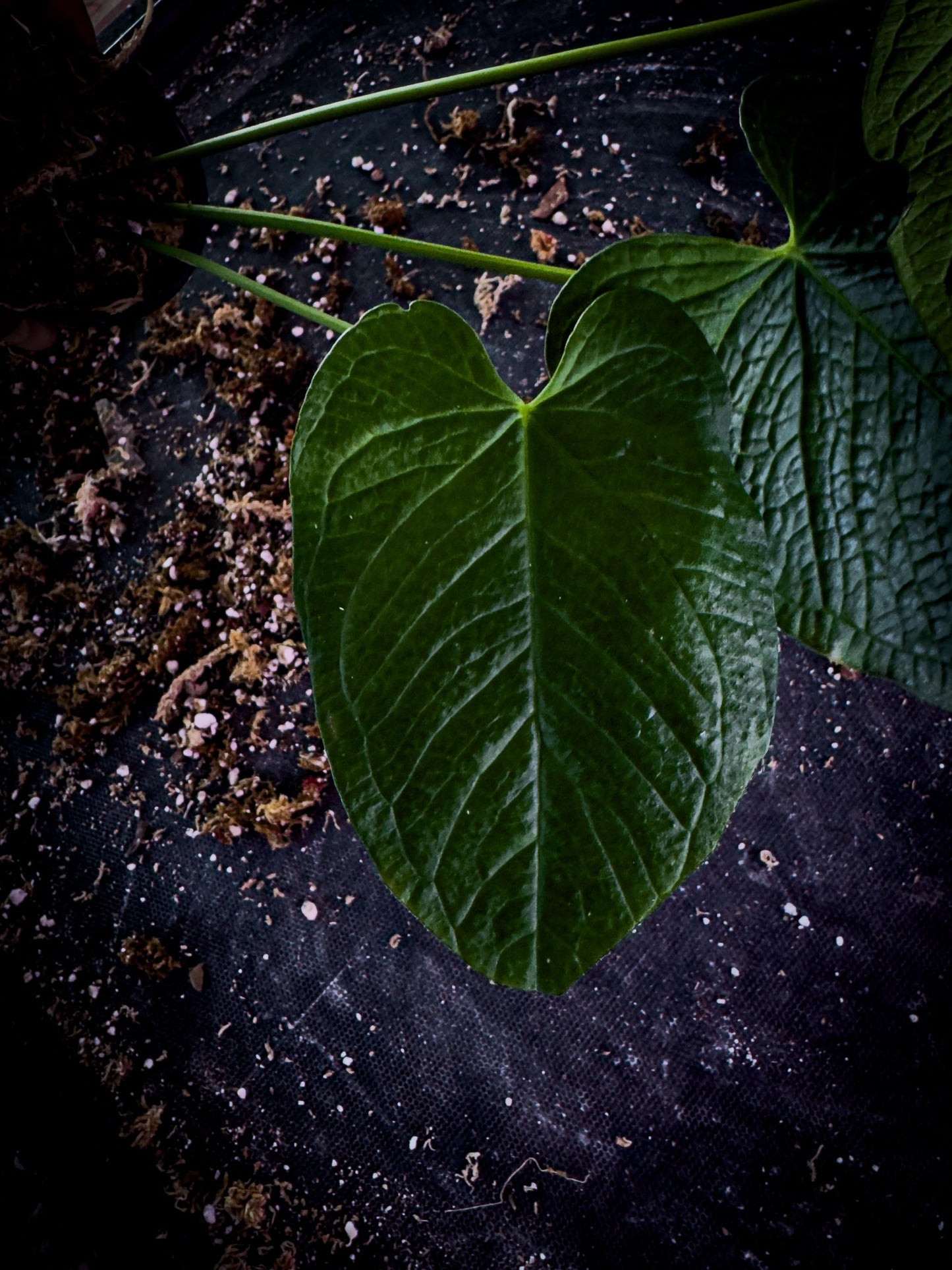 Anthurium rugulosum Rare Corrugated Leaf Aroid | Exact Plant | Ecuador Velvet Collector | TWP Tropical