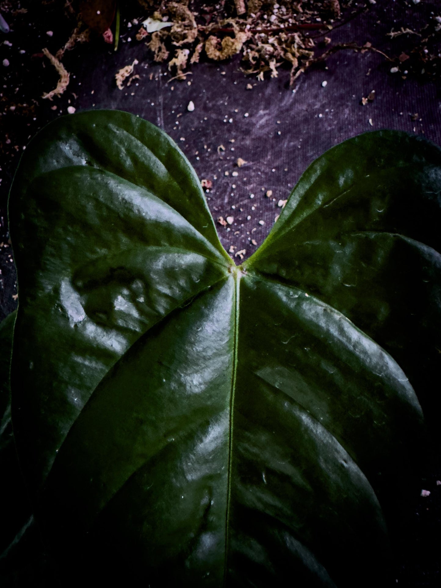 Anthurium recavum Rare Velvet Aroid Exact Plant | Ecuador Cloud Forest Species | TWP Tropical