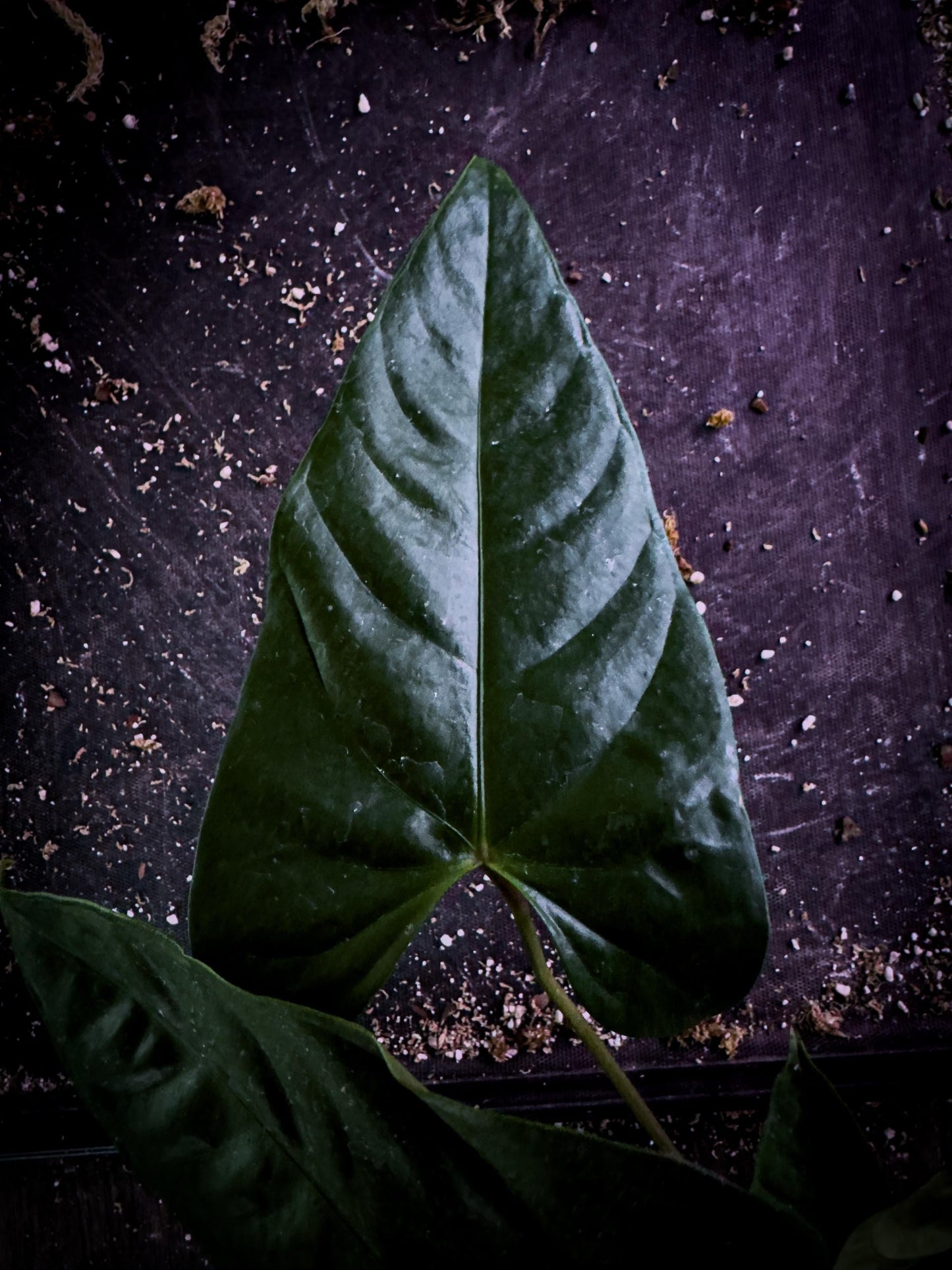 Anthurium recavum Rare Velvet Aroid Exact Plant | Ecuador Cloud Forest Species | TWP Tropical