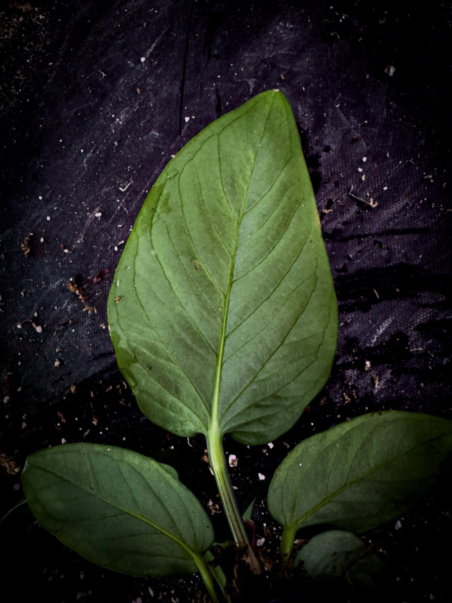 Anthurium pulcachense Rare Velvet Aroid | Undescribed Colombian Species | Exact Plant | TWP Tropical