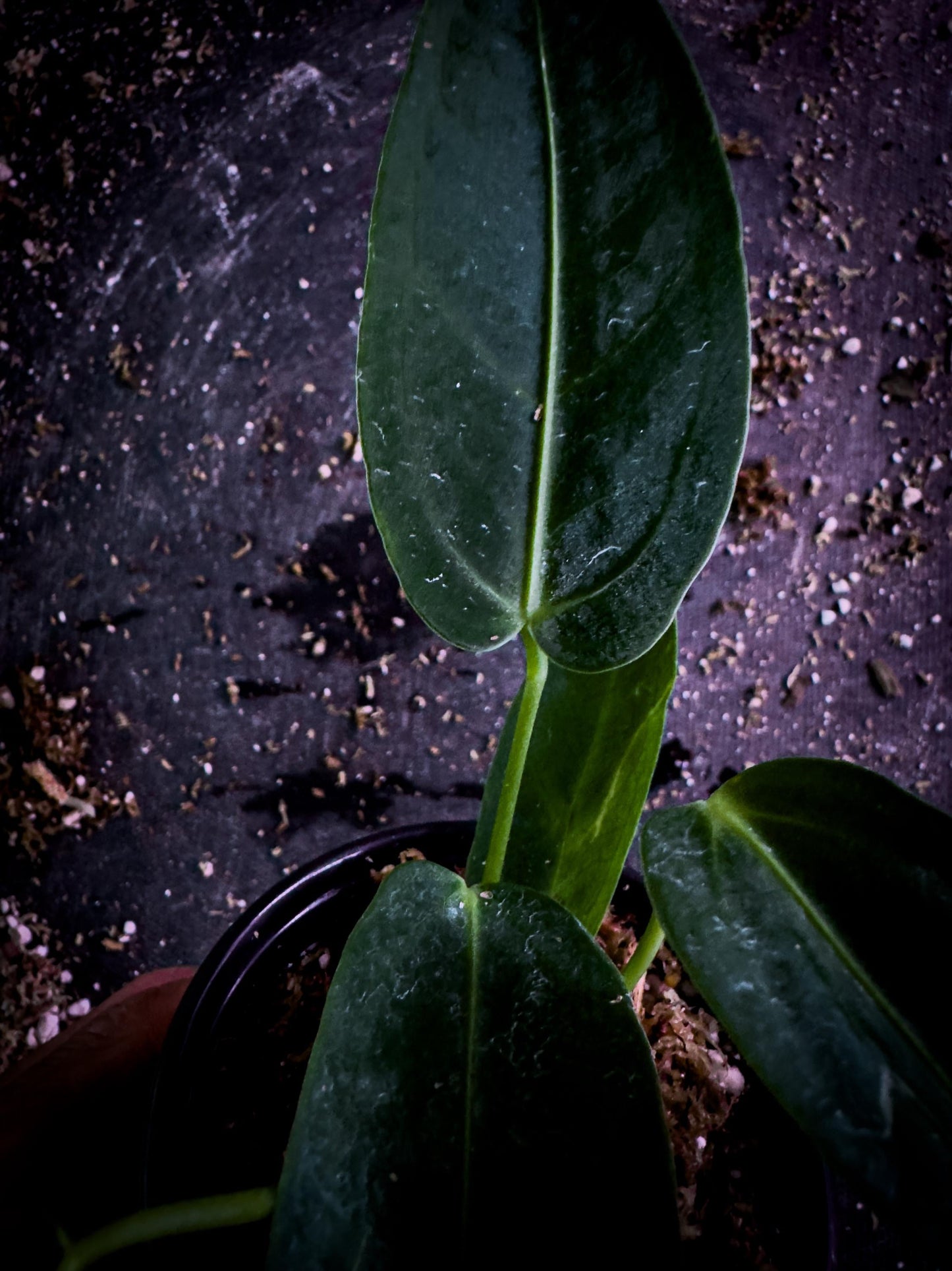 Anthurium cirinoi Velvet Leaf Aroid | Rare Verified Species | TWP Tropical Exact Plant