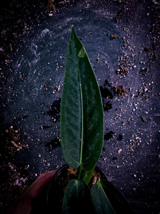 Anthurium cirinoi Velvet Leaf Aroid | Rare Verified Species | TWP Tropical Exact Plant