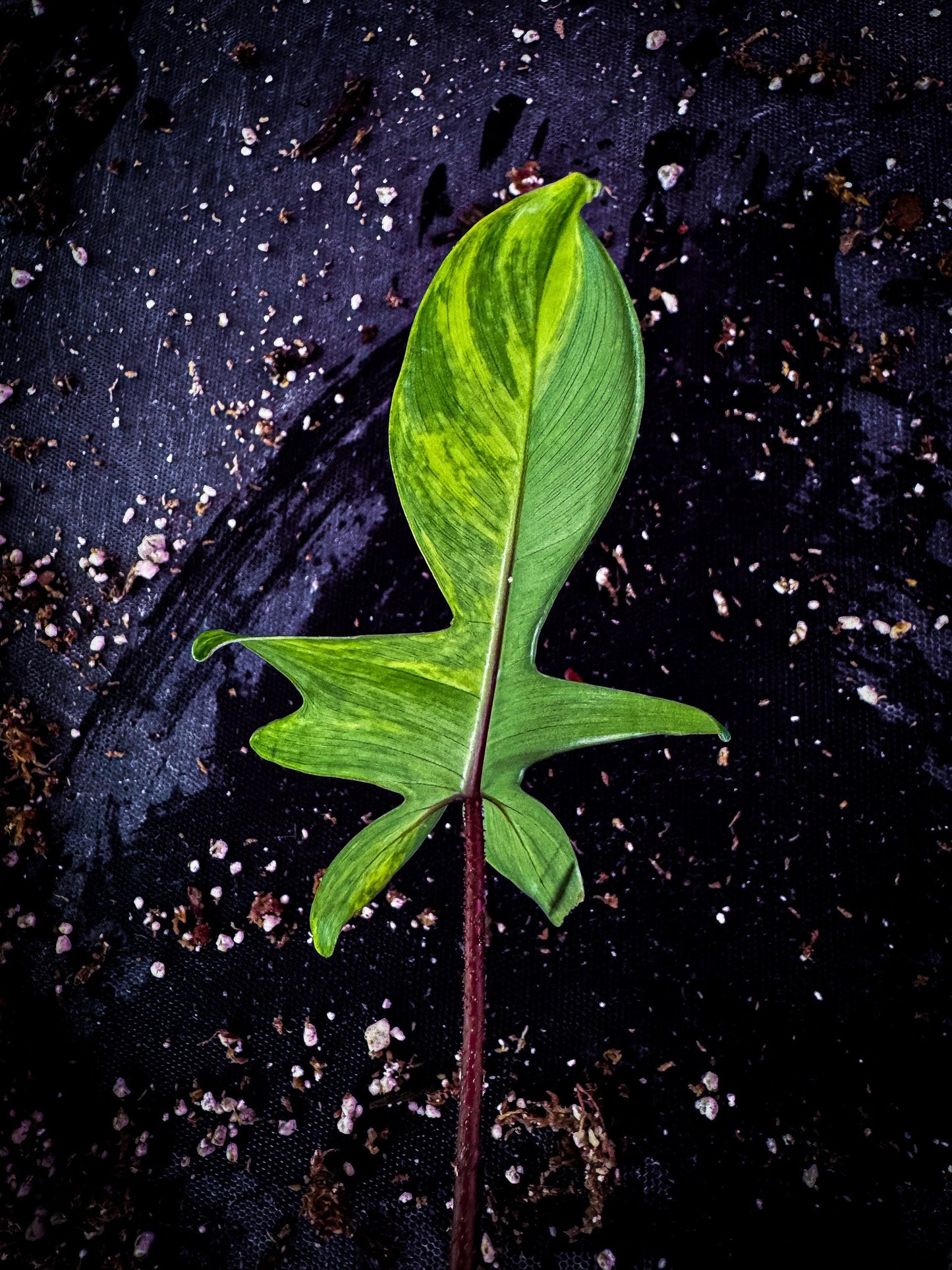Philodendron ‘Florida Beauty’ Variegated Rare Aroid | Lobed Exact Plant Listing | TWP Tropical