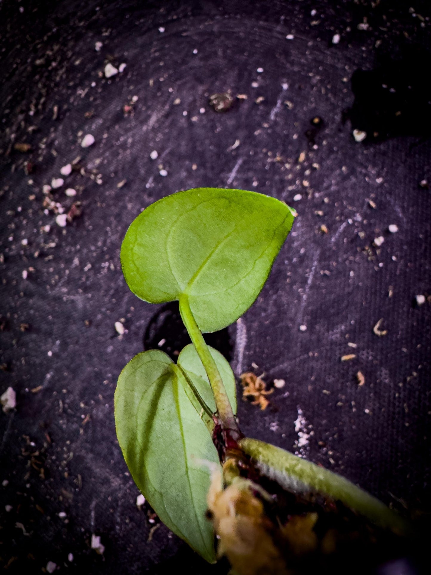 Anthurium Ace of Spades × Red Crystal | Rare Hybrid Aroid Exact Plant | Velvet x Gloss Foliage | TWP Tropical