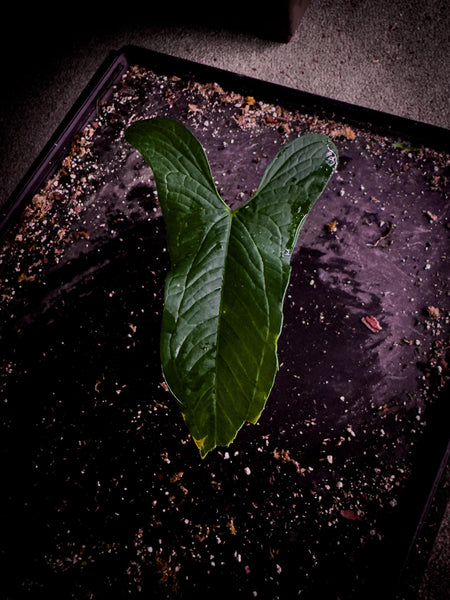 Anthurium sp. Zumba Rare Velvet Leaf Anthurium Exact Plant | Collector’s Aroid | TWP Tropical