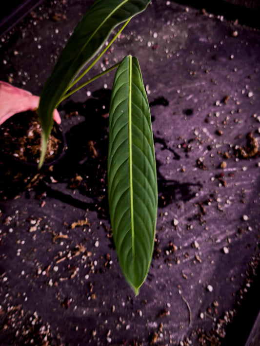 Philodendron heterocraspedon | Rare Climbing Aroid | Exact Plant