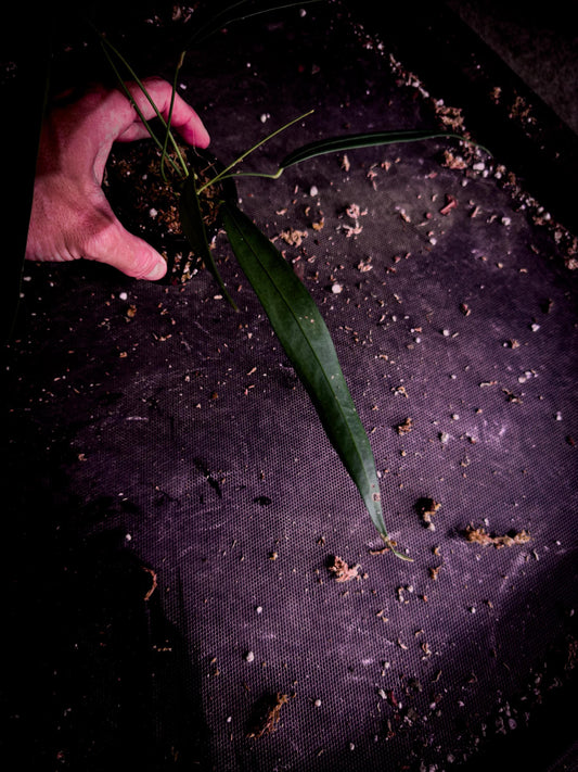 Anthurium wendlingeri | Río Gloria Form | Rare Pendant Anthurium | Exact Plant | TWP Tropical