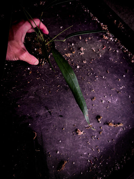 Anthurium wendlingeri | Río Gloria Form | Rare Pendant Anthurium | Exact Plant | TWP Tropical