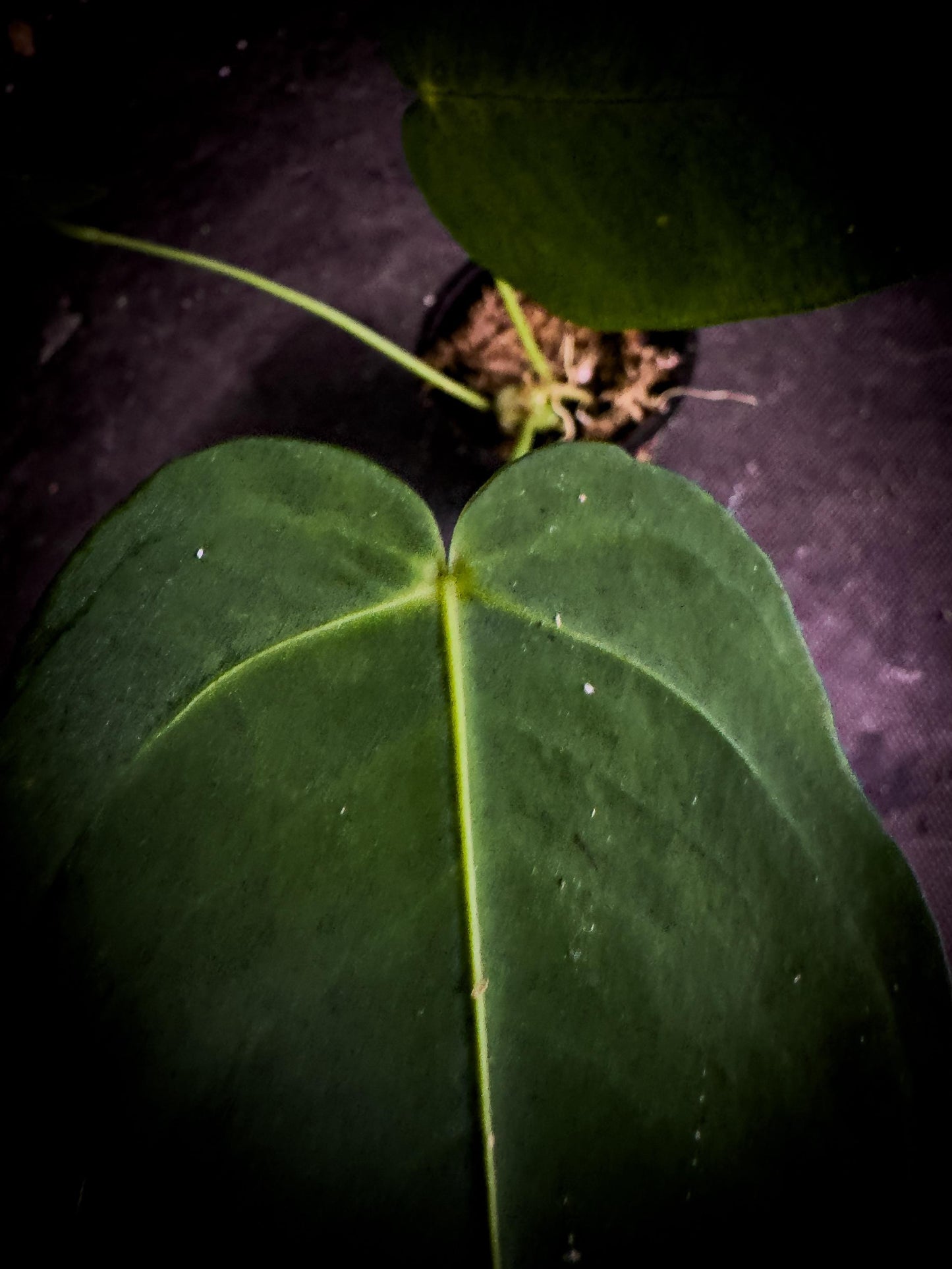 Anthurium angamarcanum | Rare Pendant Anthurium | Ecuadorian Collector Plant | Exact Plant | TWP Tropical