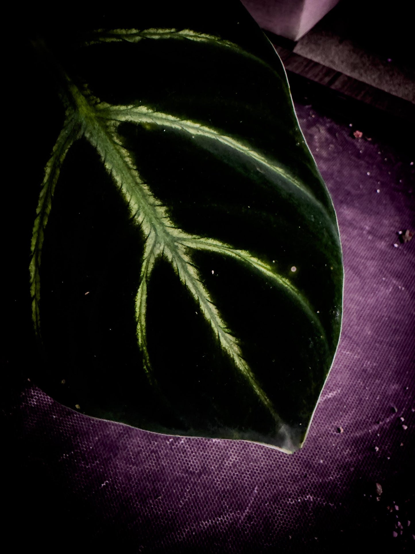 Philodendron luxurians | Rare Velvet Collector’s Specimen | Exact Plant