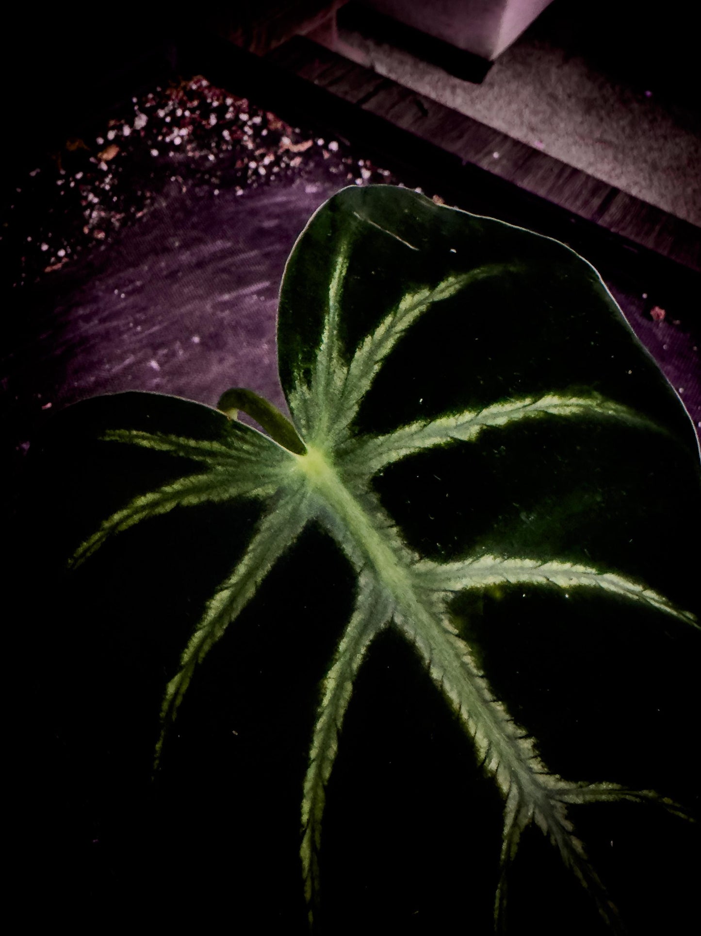 Philodendron luxurians | Rare Velvet Collector’s Specimen | Exact Plant