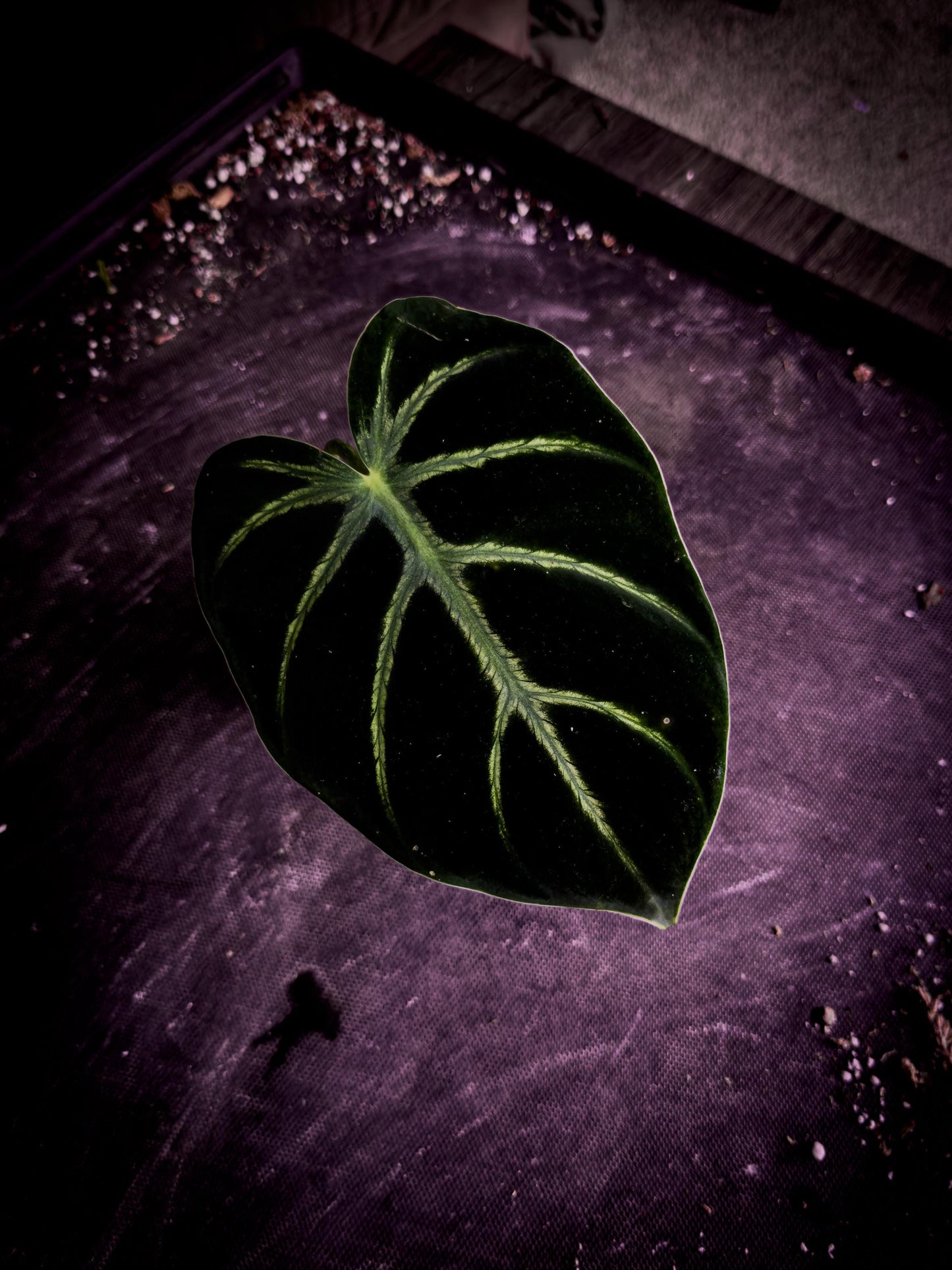 Philodendron luxurians | Rare Velvet Collector’s Specimen | Exact Plant