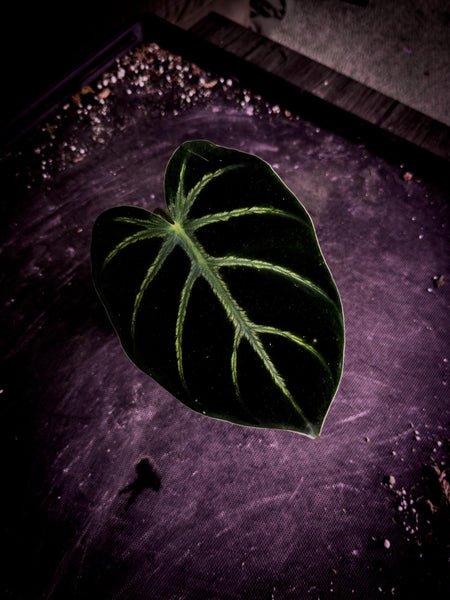 Philodendron luxurians | Rare Velvet Collector’s Specimen | Exact Plant