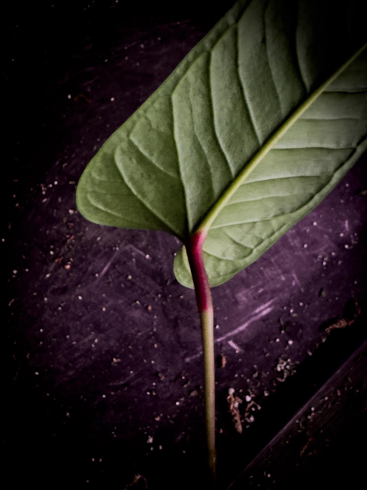 Anthurium wellingae | Rare Ecuadorian Velvet Aroid | Exact Plant