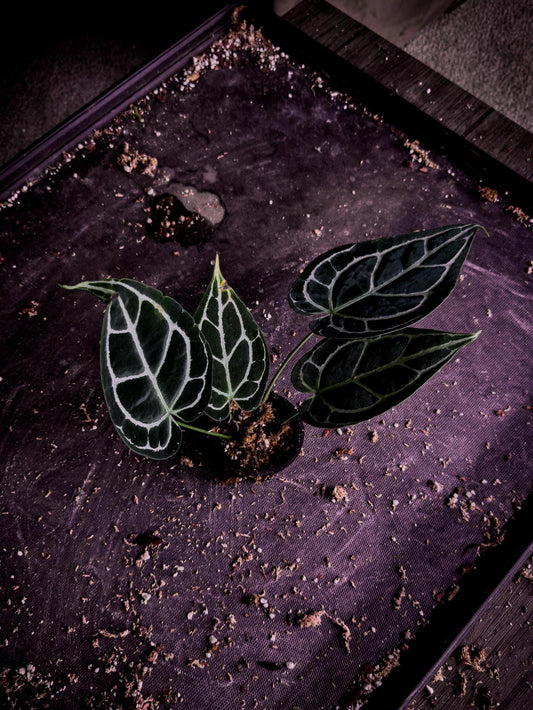 Anthurium crystallinum | Rare Velvet Jewel Anthurium | Exact Plant | TWP Tropical