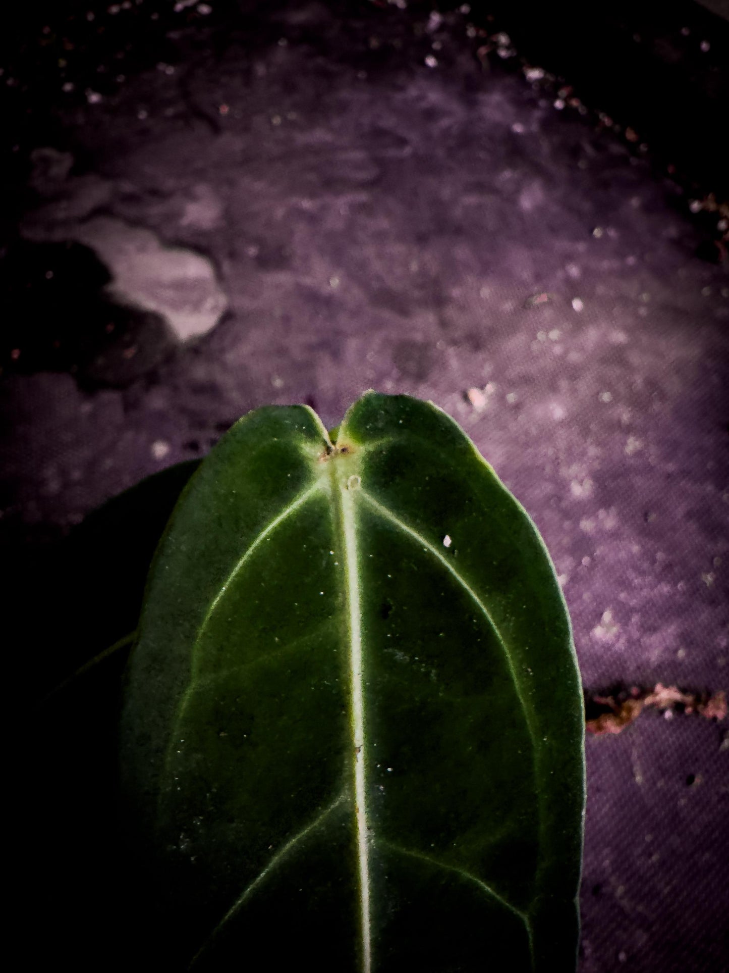 Anthurium warocqueanum | Dark Form | Queen Anthurium Rare Velvet Aroid Exact Plant | TWP Tropical