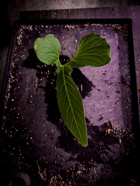 Anthurium draconopterum | Rare Dragon-Wing Anthurium | Exact Plant | TWP Tropical