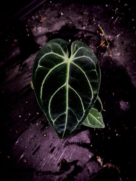 Anthurium regale | Rare Giant Velvet Anthurium | Exact Plant