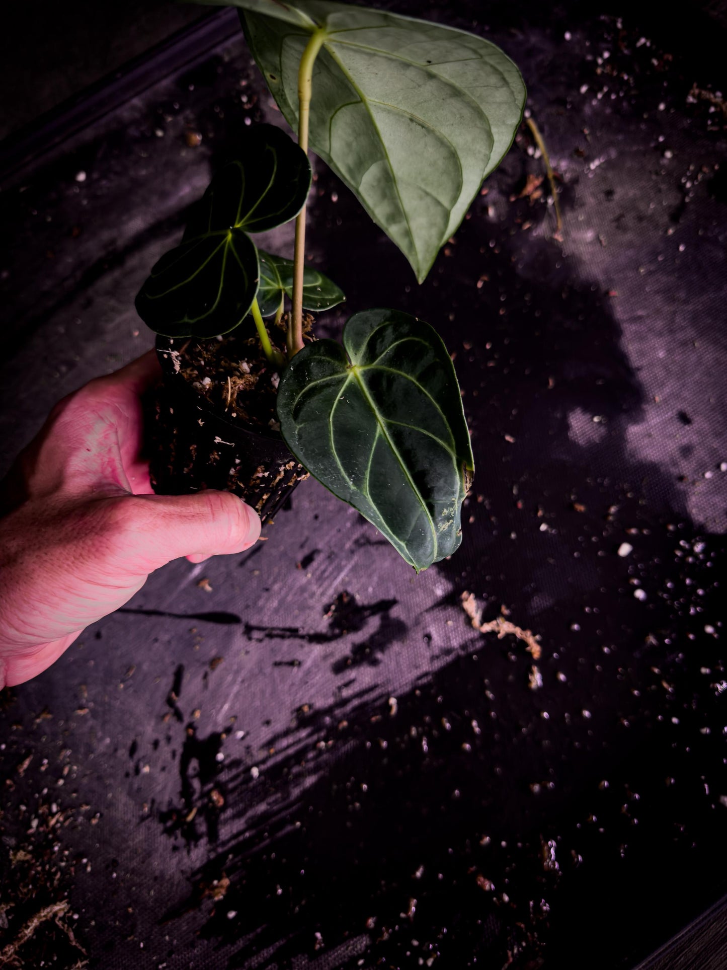 Anthurium regale | Rare Giant Velvet Anthurium | Exact Plant