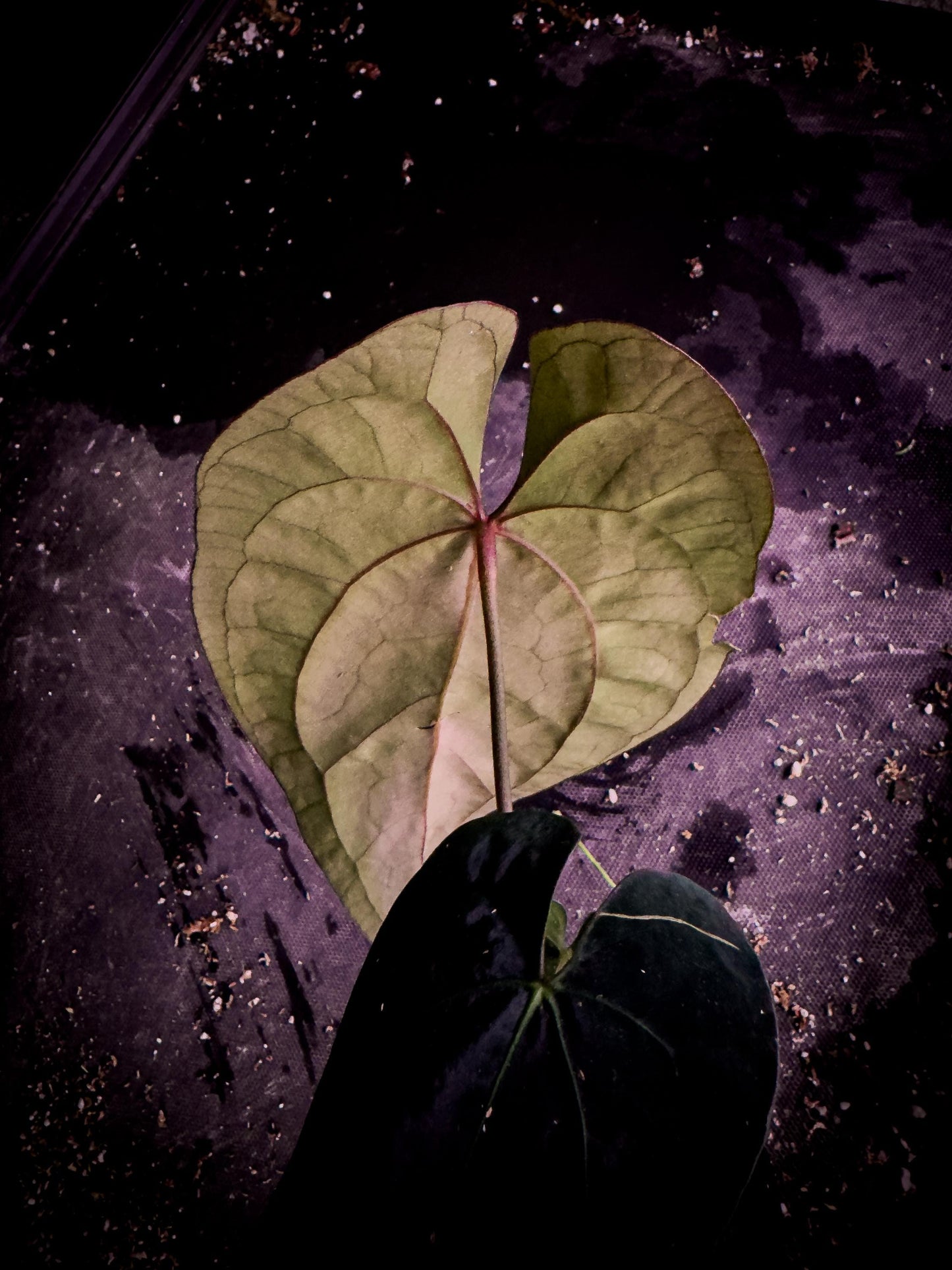 Anthurium ‘Blue Venom’ (Ace × BVEP Clone) | Rare Velvet Aroid Exact Plant | TWP Tropical