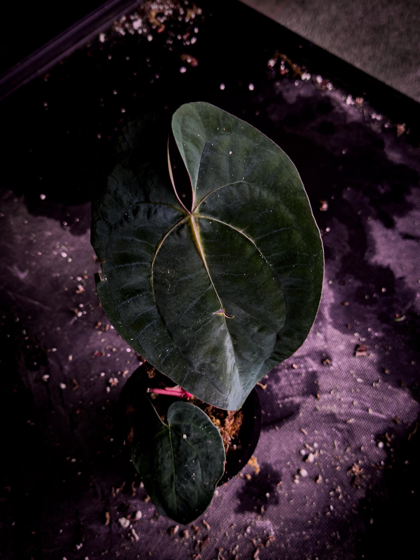 Anthurium ‘Blue Venom’ (Ace × BVEP Clone) | Rare Velvet Aroid Exact Plant | TWP Tropical