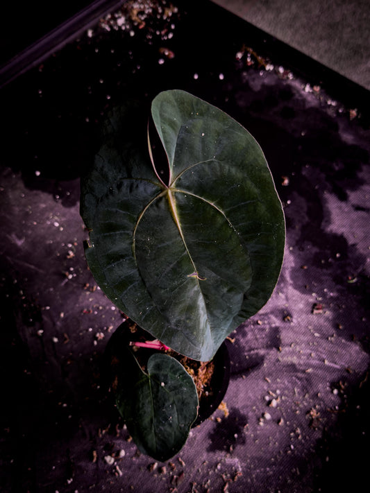 Anthurium ‘Blue Venom’ (Ace × BVEP Clone) | Rare Velvet Aroid Exact Plant | TWP Tropical