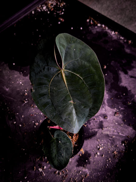 Anthurium ‘Blue Venom’ (Ace × BVEP Clone) | Rare Velvet Aroid Exact Plant | TWP Tropical