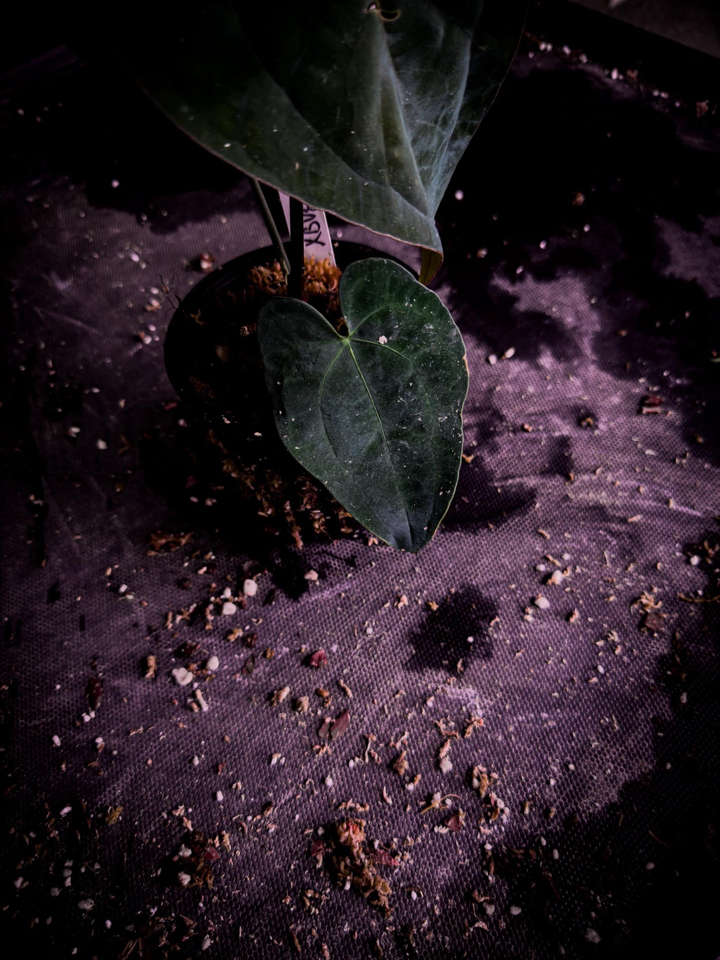 Anthurium ‘Blue Venom’ (Ace × BVEP Clone) | Rare Velvet Aroid Exact Plant | TWP Tropical