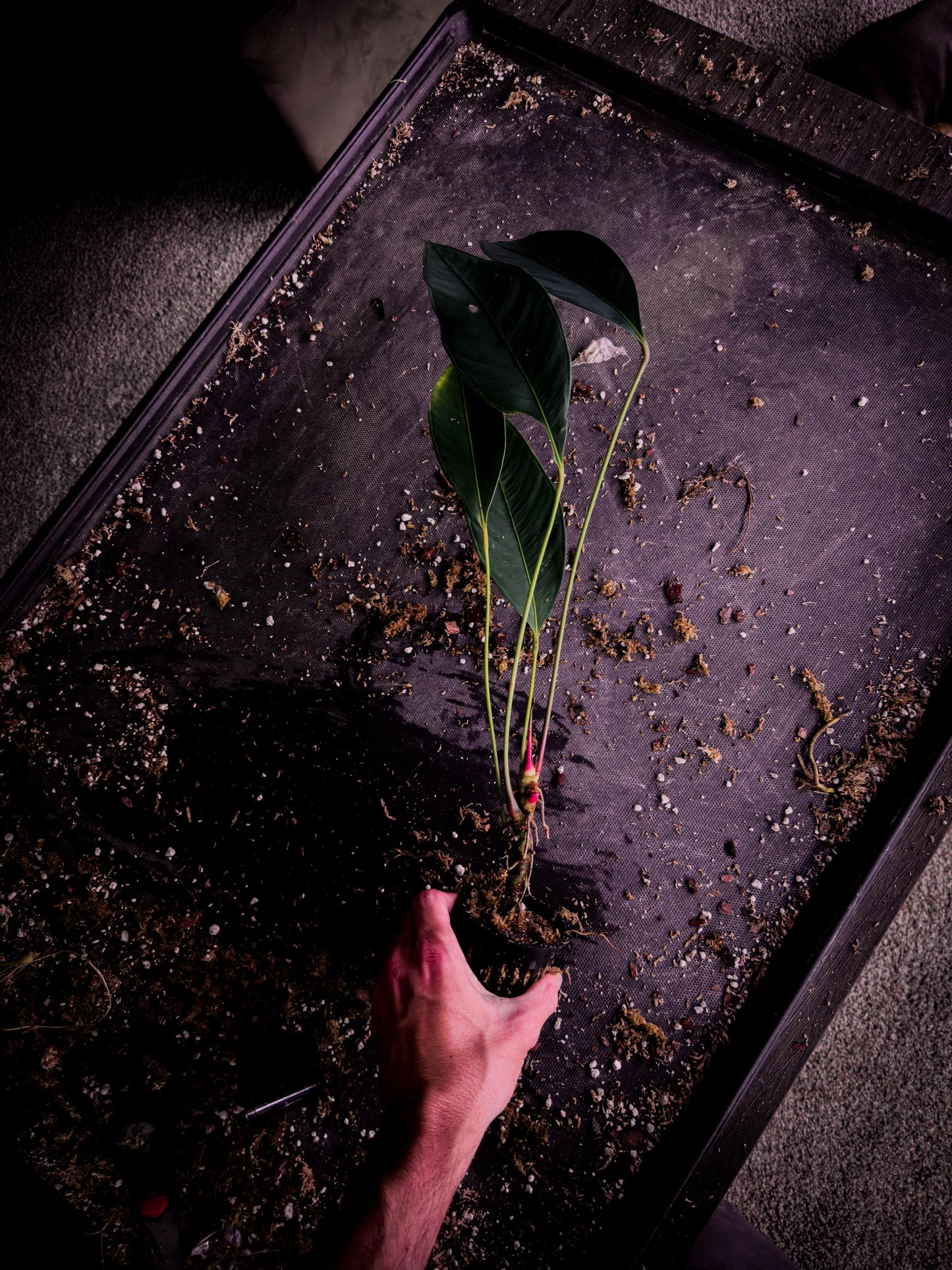 Anthurium microphyllum | Rare Ecuadorian Collector Anthurium | Exact Plant