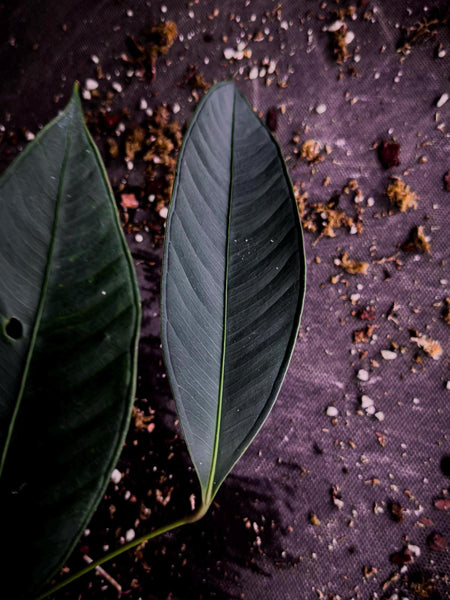 Anthurium microphyllum | Rare Ecuadorian Collector Anthurium | Exact Plant