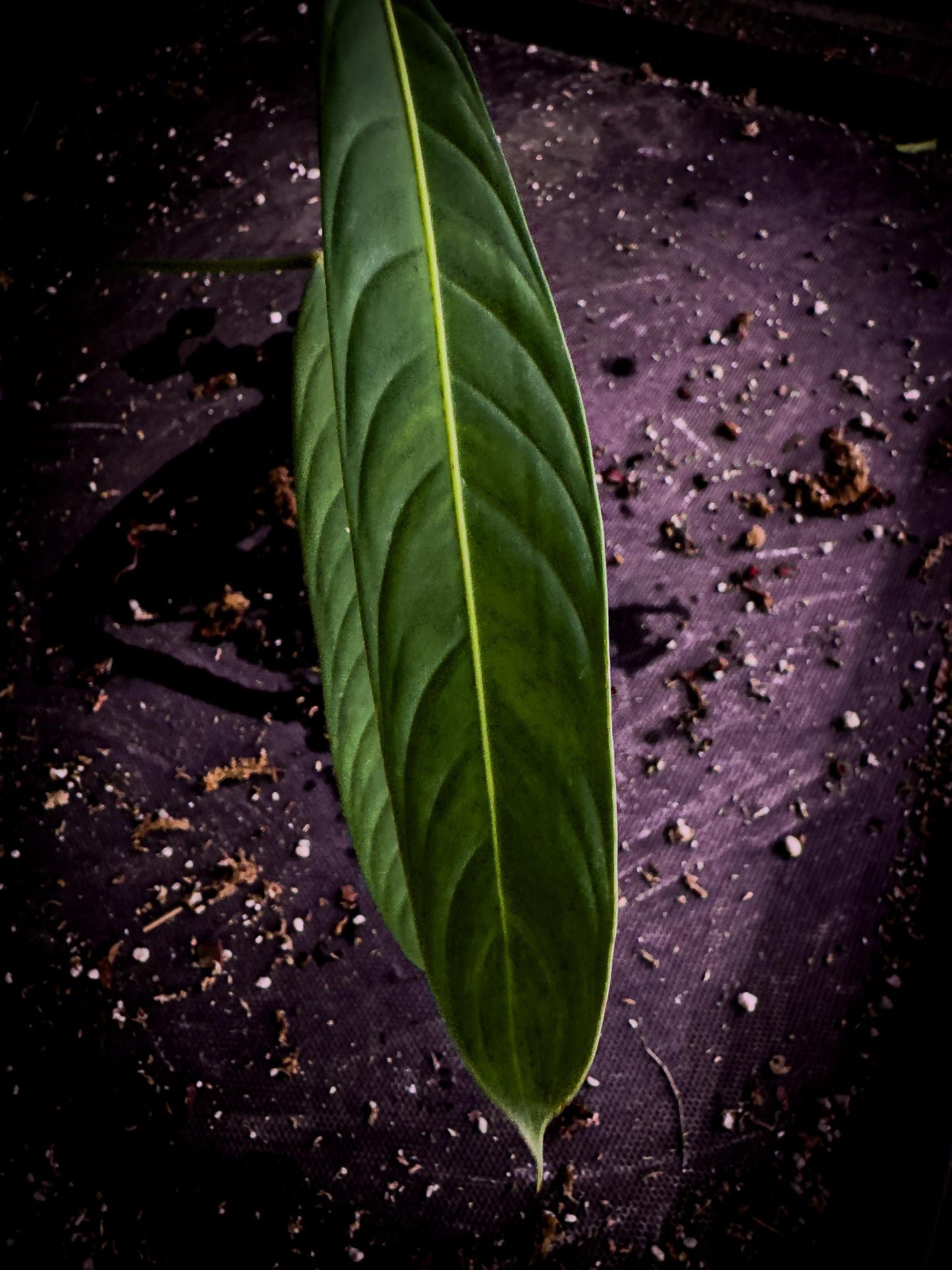 Philodendron heterocraspedon | Rare Climbing Aroid | Exact Plant