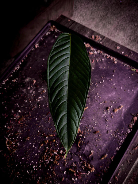 Anthurium lineolatum “Llano” | Rare Colombian Collector Aroid | Exact Plant | TWP Tropical