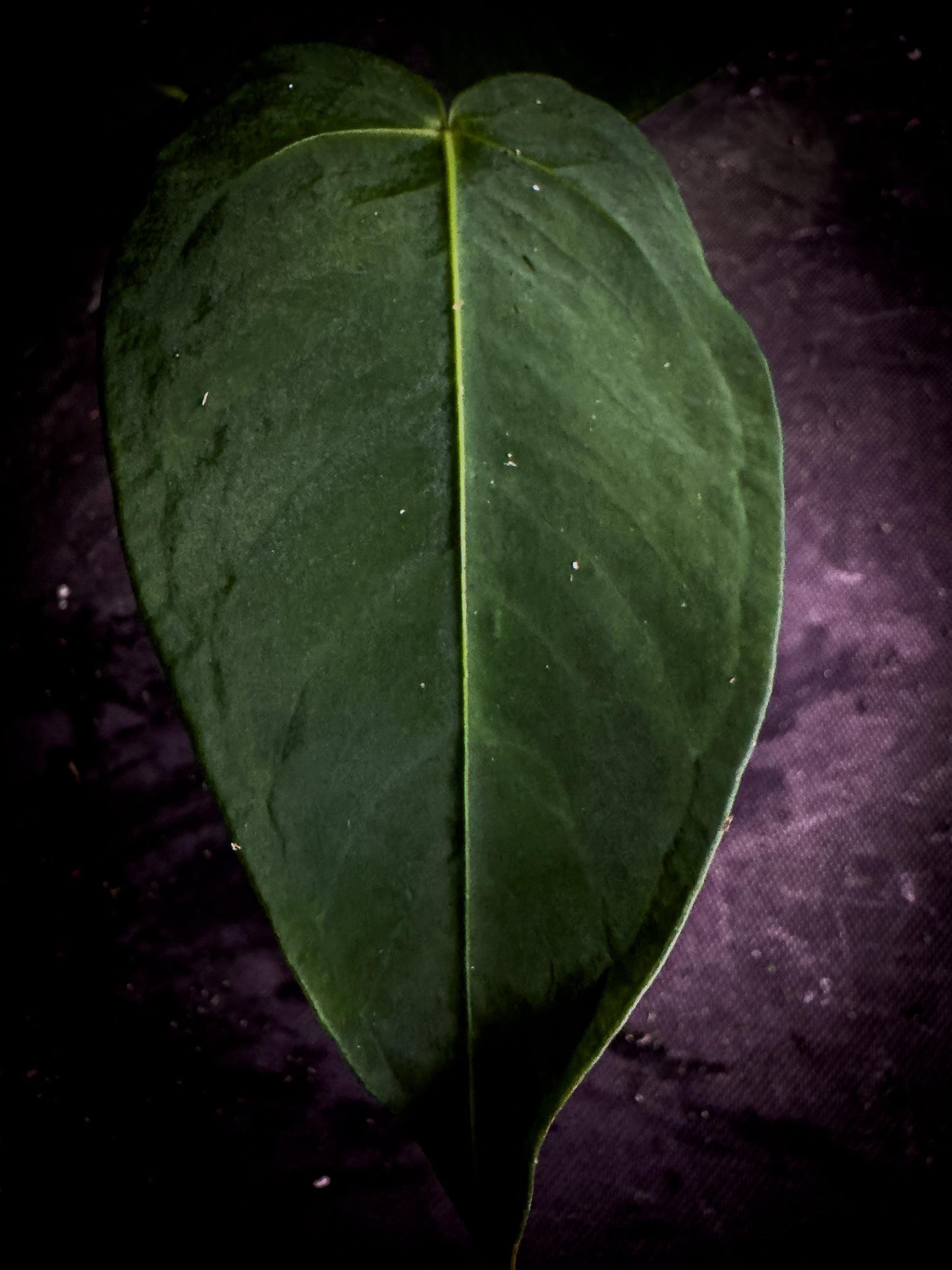 Anthurium angamarcanum | Rare Pendant Anthurium | Ecuadorian Collector Plant | Exact Plant | TWP Tropical