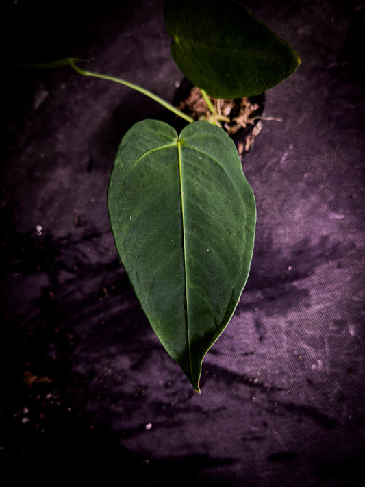 Anthurium angamarcanum | Rare Pendant Anthurium | Ecuadorian Collector Plant | Exact Plant | TWP Tropical