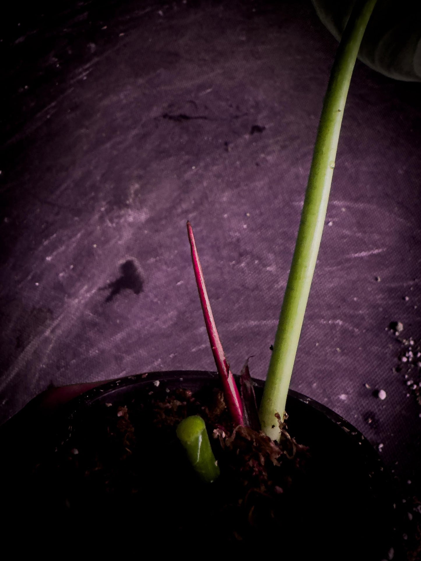 Philodendron luxurians | Rare Velvet Collector’s Specimen | Exact Plant