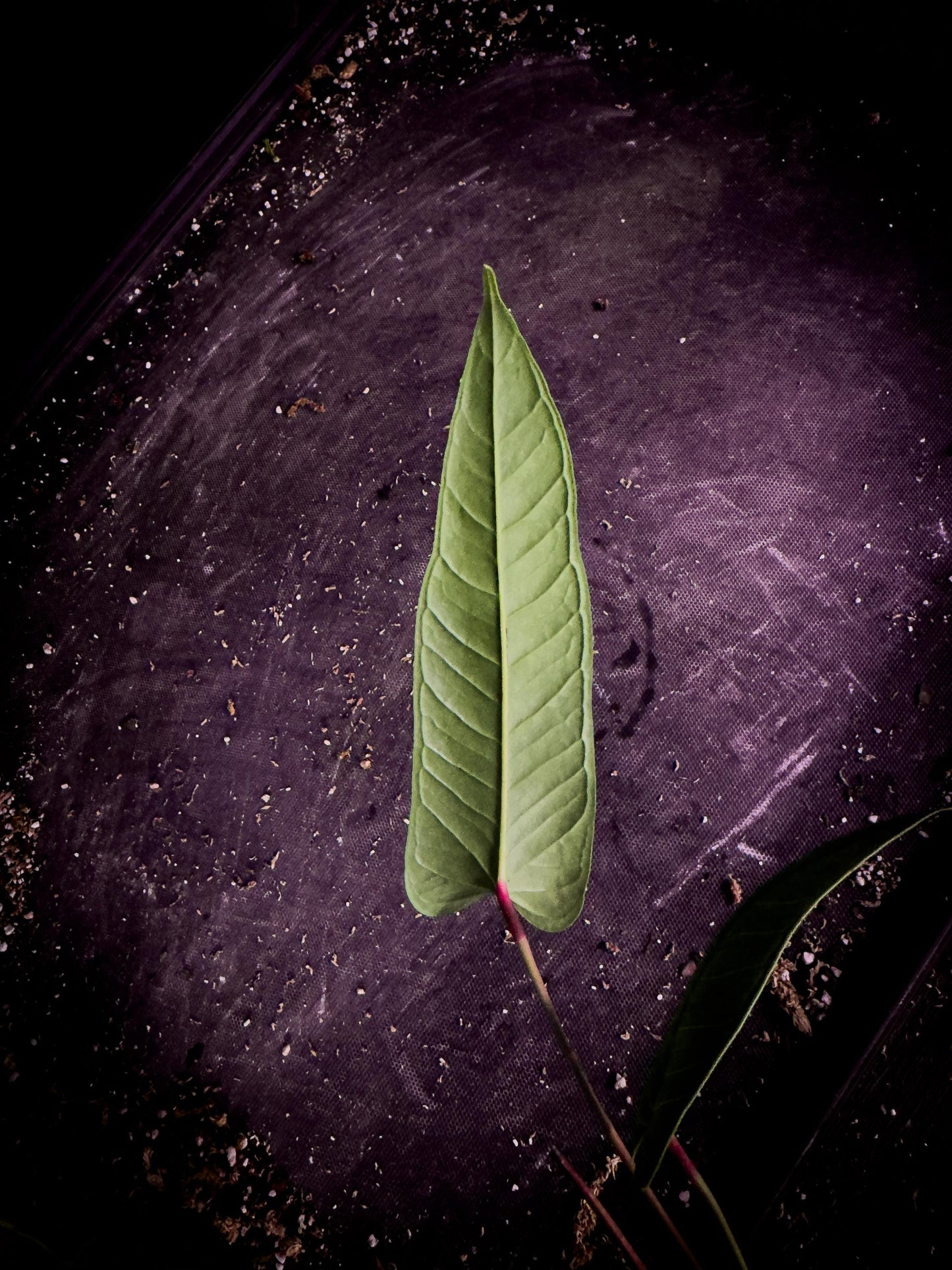 Anthurium wellingae | Rare Ecuadorian Velvet Aroid | Exact Plant
