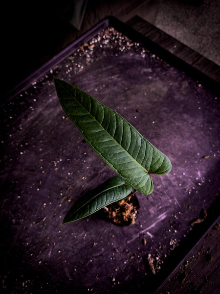 Anthurium wellingae | Rare Ecuadorian Velvet Aroid | Exact Plant