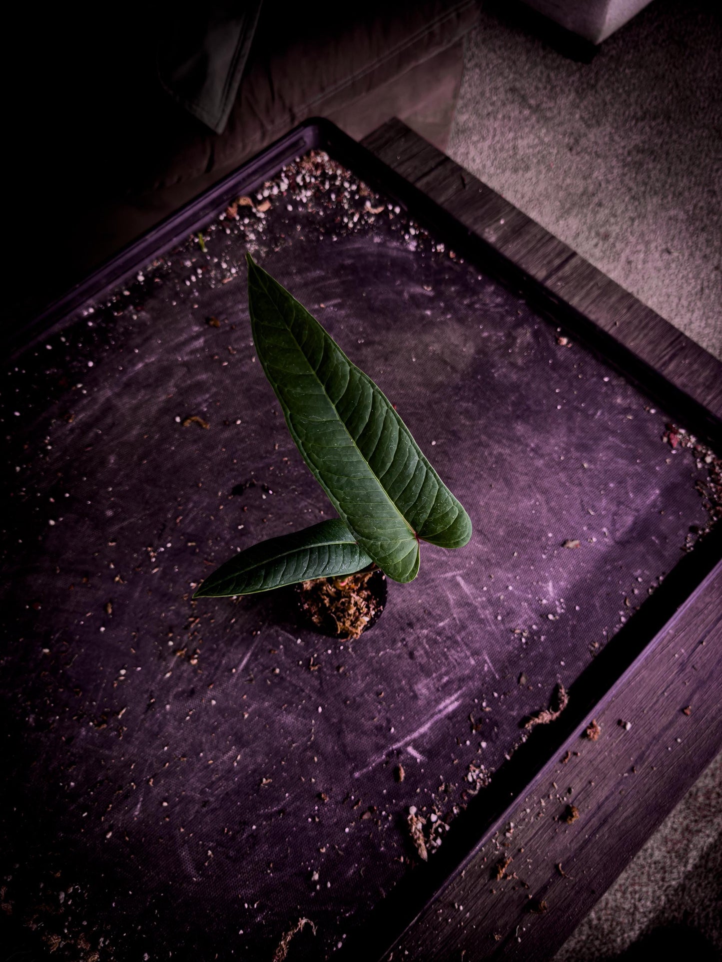 Anthurium wellingae | Rare Ecuadorian Velvet Aroid | Exact Plant