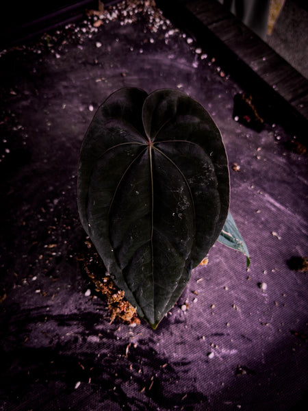 Anthurium dressleri | Eastern Panama Pure Species | Rare Velvet Anthurium | Exact Plant | TWP Tropical