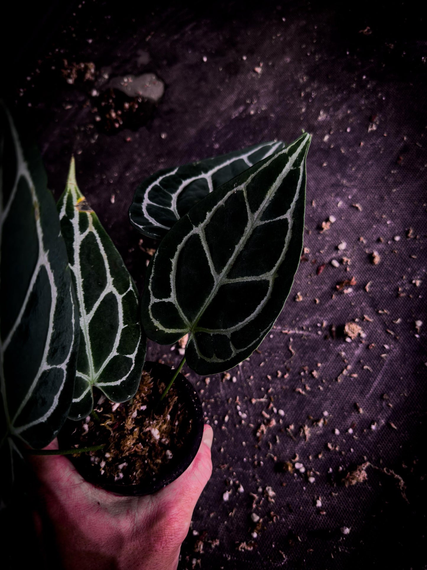 Anthurium crystallinum | Rare Velvet Jewel Anthurium | Exact Plant | TWP Tropical