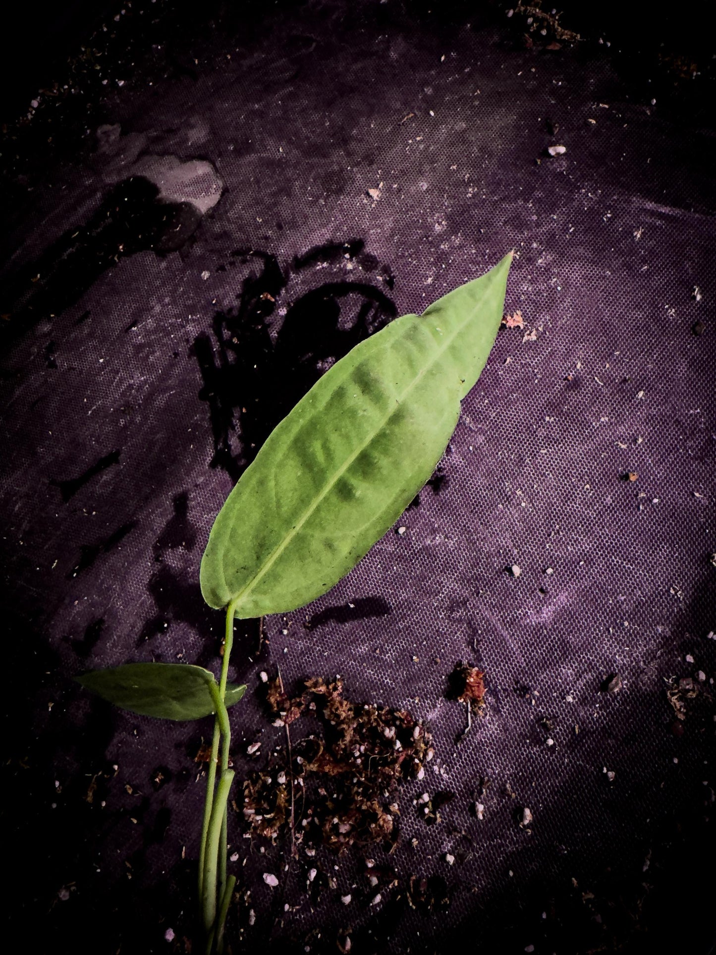 Anthurium warocqueanum | Dark Form | Queen Anthurium Rare Velvet Aroid Exact Plant | TWP Tropical